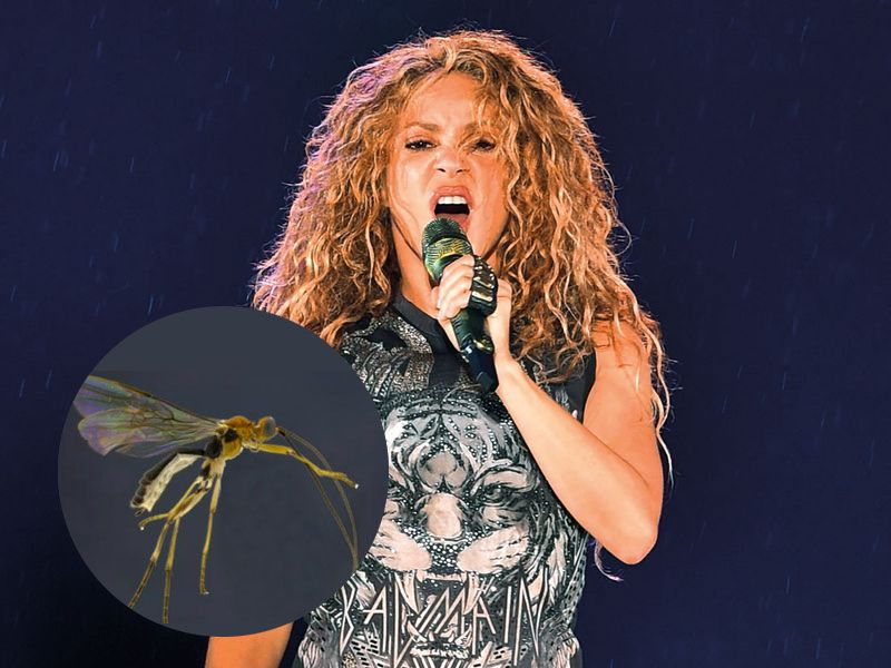 Shakira mosquito