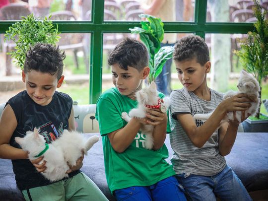 Photos: Cat cafe brings pawsitivity to Gaza