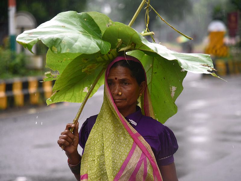 A lady uses a leaf as an umbrella to protect herself during the monsoon rain in Nagpur. 