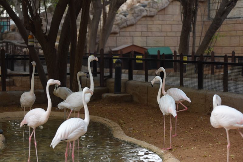 Emirates Park Zoo 42-1692968414641