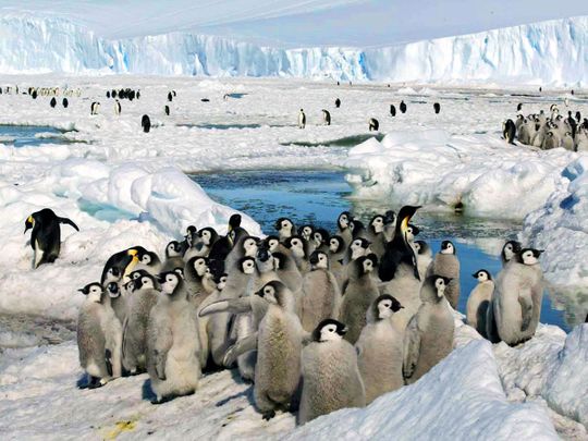 Emperor_Penguins_Climate_73825--a2259-(Read-Only)