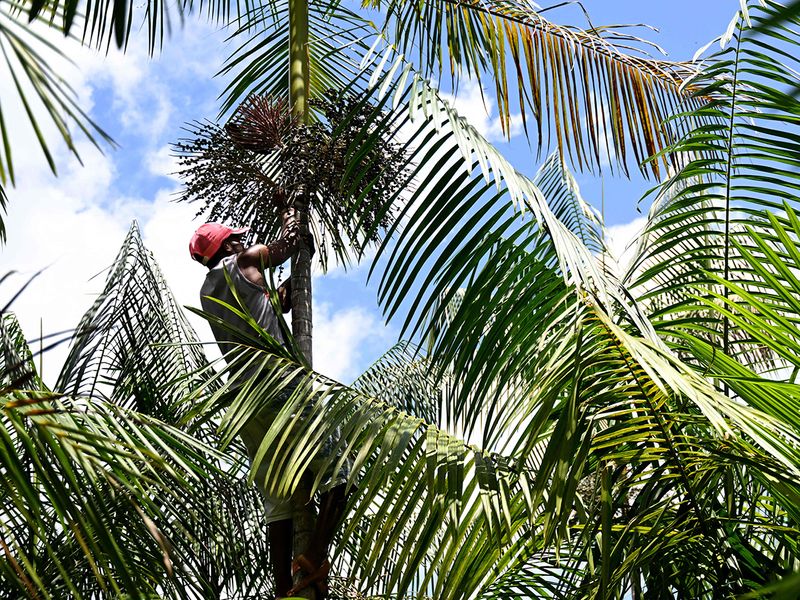 Farmer Jose Diogo pulls out fruit bunches to harvest berries