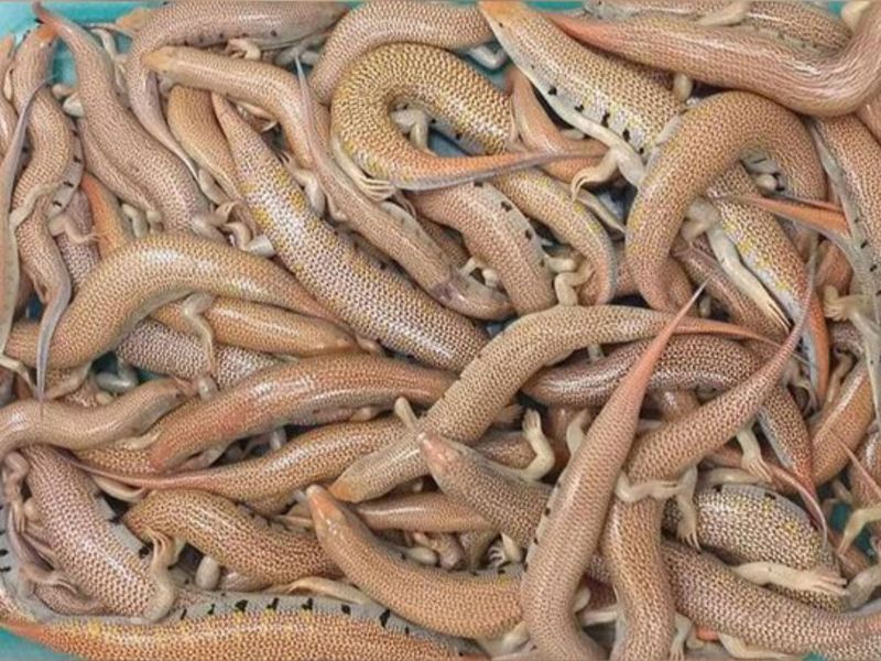 Specialised teams under the Environment and Protected Areas Authority (EPAA) seized 65 Arabian Sand Skink (Scincus mitranus; Sandfish) lizards 