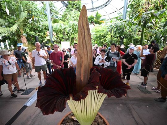Photos: Curious visitors flock to corpse flower's stinky bloom | News ...