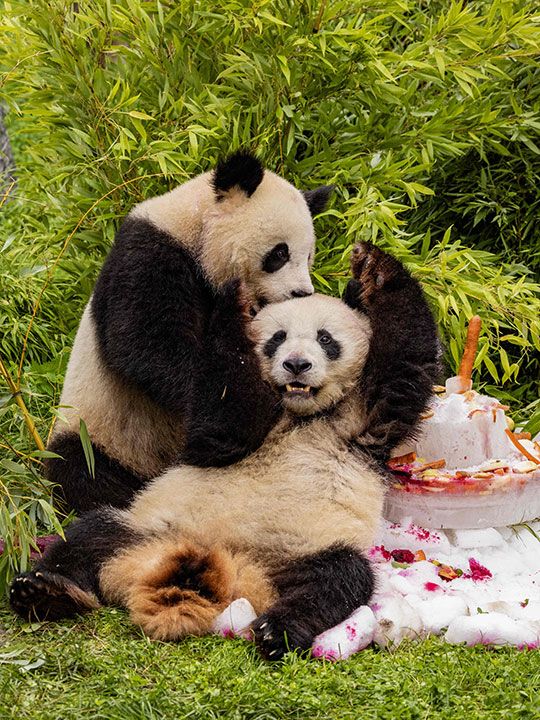 Germany-born pandas celebrate their 4th birthday ahead of expected trip to  China
