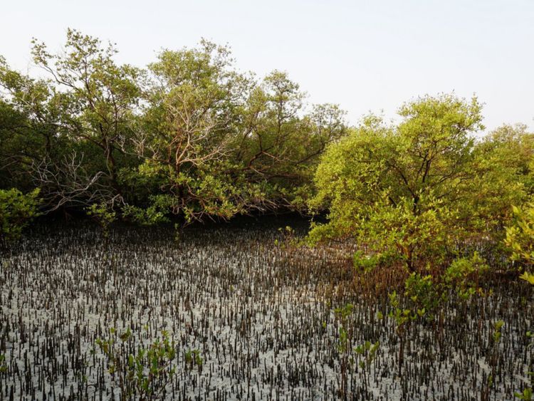 EAD mangrovesxx 2-1693905177624