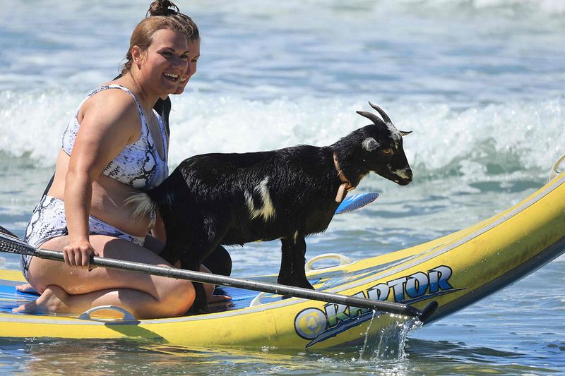 Elizabeth French, 25, and Rebekah Abern, 41, surf with Chupacabrah the goat while taking a lesson in Pismo Beach, California, on August 29, 2023. For more than ten years, McGregor has built his reputation by throwing his goats into the water. The crazy idea came to him in 2011, after acquiring a goat to get rid of poison ivy and weeds that invaded his mother's house. Once the pasture was cleaned, the animal was initially to end up on a barbecue. But the surfer 