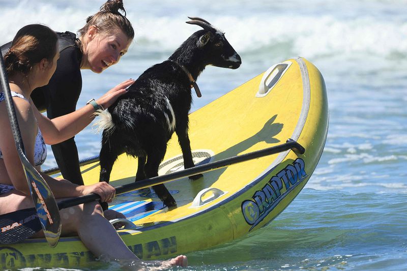 Elizabeth French, 25, and Rebekah Abern, 41, surf with Chupacabrah the goat while taking a lesson in Pismo Beach, California, on August 29, 2023. For more than ten years, McGregor has built his reputation by throwing his goats into the water. The crazy idea came to him in 2011, after acquiring a goat to get rid of poison ivy and weeds that invaded his mother's house. Once the pasture was cleaned, the animal was initially to end up on a barbecue. But the surfer 