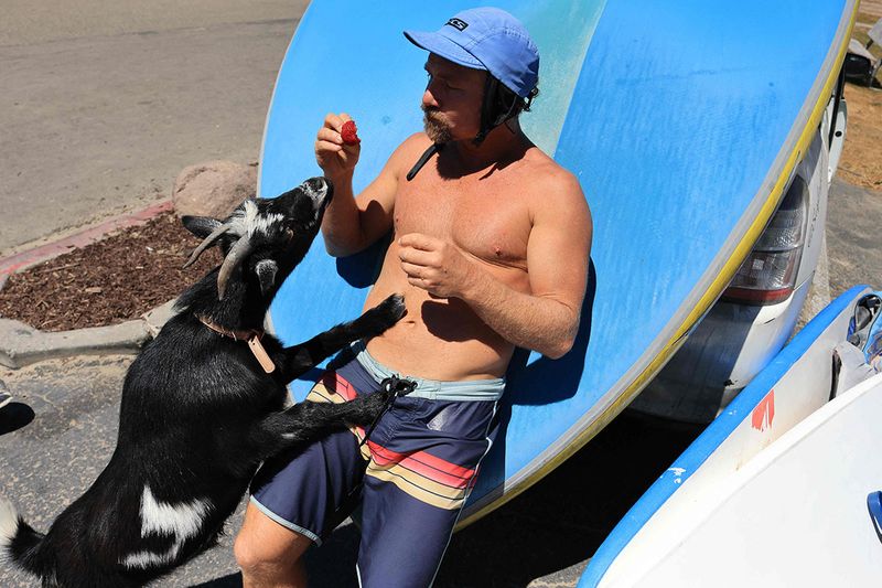Surfer Dana McGregor, who runs a Surfing Goats business, stands with his goat Chupacabrah in Pismo Beach, California, on August 29, 2023. For more than ten years, McGregor has built his reputation by throwing his goats into the water. The crazy idea came to him in 2011, after acquiring a goat to get rid of poison ivy and weeds that invaded his mother's house. Once the pasture was cleaned, the animal was initially to end up on a barbecue. But the surfer 