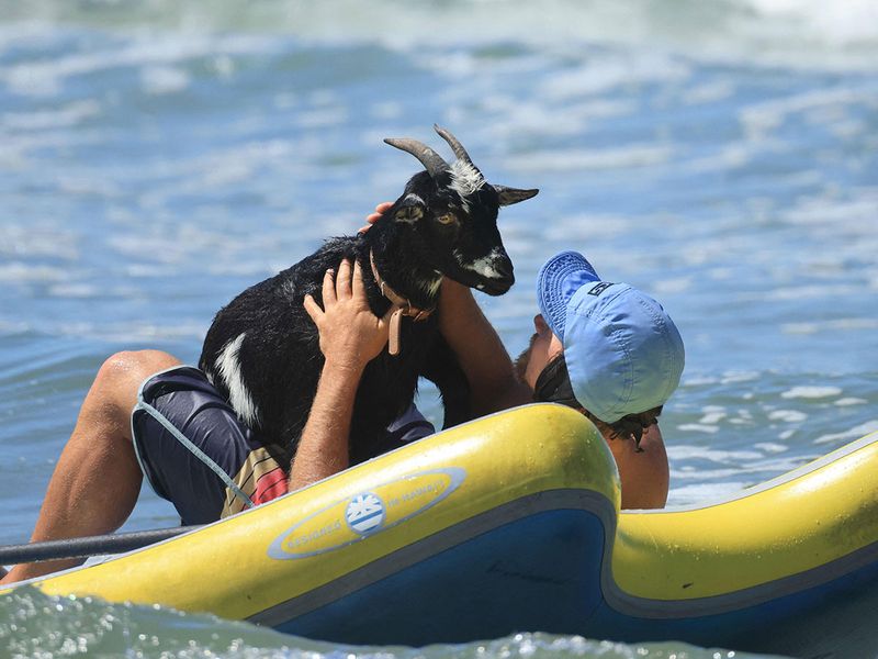 Surfer Dana McGregor, who runs a Surfing Goats business, takes a break with his goat Chupacabrah, in Pismo Beach, California, on August 29, 2023. For more than ten years, McGregor has built his reputation by throwing his goats into the water. The crazy idea came to him in 2011, after acquiring a goat to get rid of poison ivy and weeds that invaded his mother's house. Once the pasture was cleaned, the animal was initially to end up on a barbecue. But the surfer 