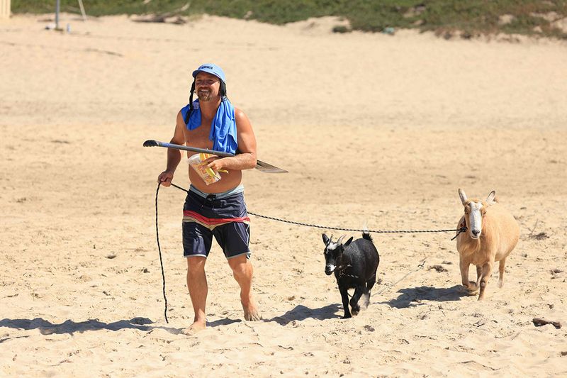 Surfing Goats owner Dana McGregor walks Chupacabrah (C) and Grover toward the beach in Pismo Beach, California, on August 29, 2023. For more than ten years, McGregor has built his reputation by throwing his goats into the water. The crazy idea came to him in 2011, after acquiring a goat to get rid of poison ivy and weeds that invaded his mother's house. Once the pasture was cleaned, the animal was initially to end up on a barbecue. But the surfer 