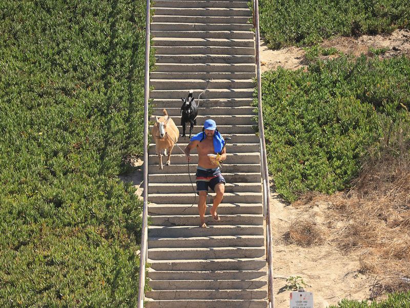 Surfing Goats owner Dana McGregor walks Chupacabrah (top) and Grover toward the beach in Pismo Beach, California, on August 29, 2023. For more than ten years, McGregor has built his reputation by throwing his goats into the water. The crazy idea came to him in 2011, after acquiring a goat to get rid of poison ivy and weeds that invaded his mother's house. Once the pasture was cleaned, the animal was initially to end up on a barbecue. But the surfer 