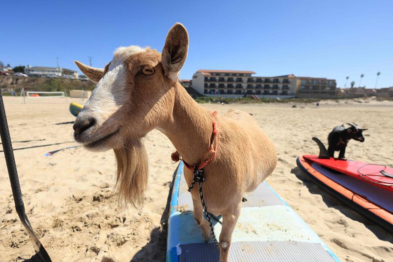 Surfing goat Grover stands on a board in Pismo Beach, California, on August 29, 2023. For more than ten years, McGregor has built his reputation by throwing his goats into the water. The crazy idea came to him in 2011, after acquiring a goat to get rid of poison ivy and weeds that invaded his mother's house. Once the pasture was cleaned, the animal was initially to end up on a barbecue. But the surfer 