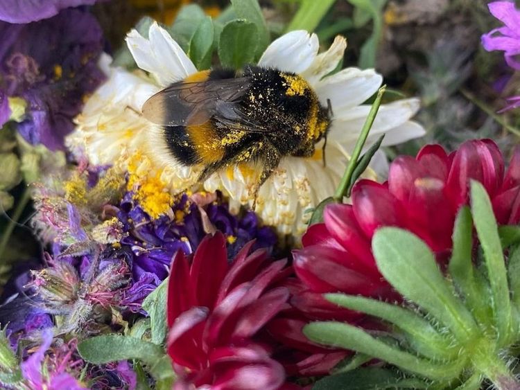 Can You Pet A Bumblebee?  Where To Find & How To Pet A Bumblebee?