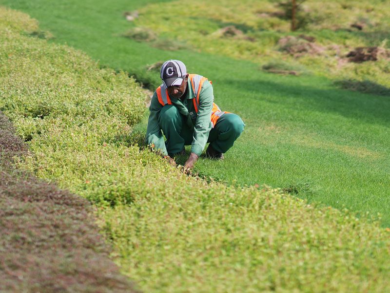 A Dubai Municipality worker helping the city clean and green. Clint Egbert/Gulf News