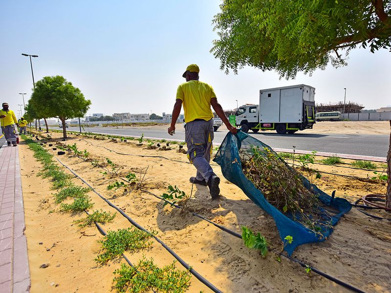 Dubai makes extensive use of drip irrigation technology to keep the city green. Dubai Municipality workers help beautify the city. 
