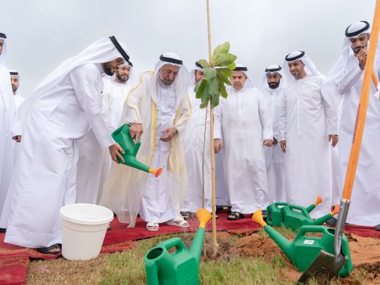 sheikh sultan plants tree in al saf park in kalba