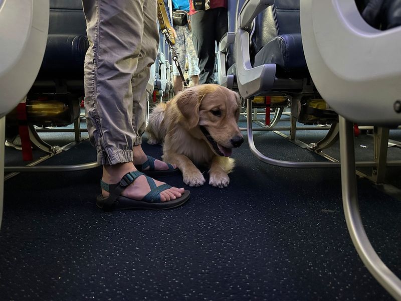 Copy-of-Airport_Puppy_Training_27276--f3292