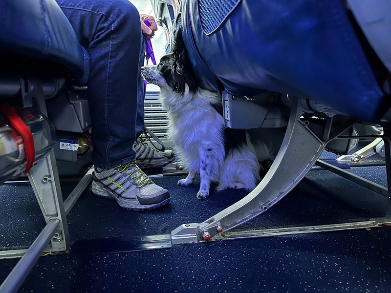 Copy-of-Airport_Puppy_Training_61005--cac9b