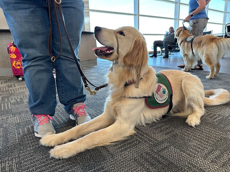 Copy-of-Airport_Puppy_Training_91394--fb839