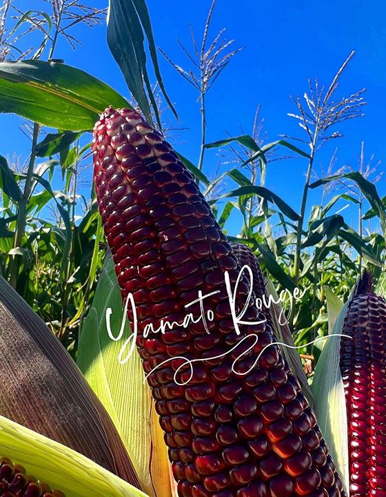 20230925 red corn