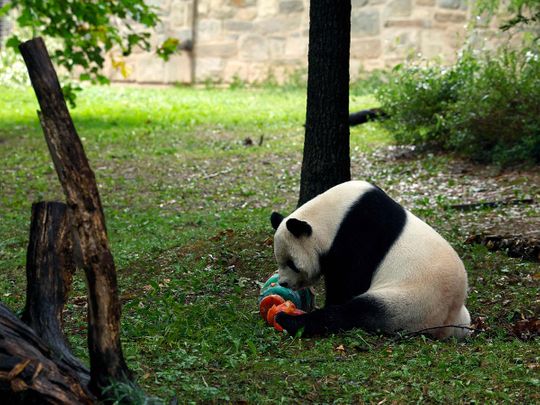 Photos: US National Zoo Bids Farewell To Three Giant Pandas | News ...