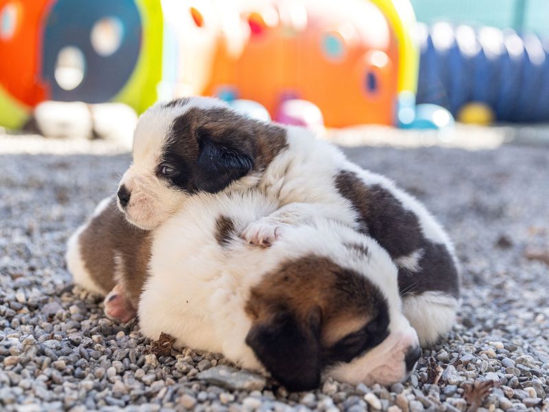 Roxy van de Burggravehoeve feeds her litter of five female and two male St. Bernard puppies at the the nursery of the Barry foundation, following their birth on August 28 in Martigny, Switzerland, September 25, 2023.