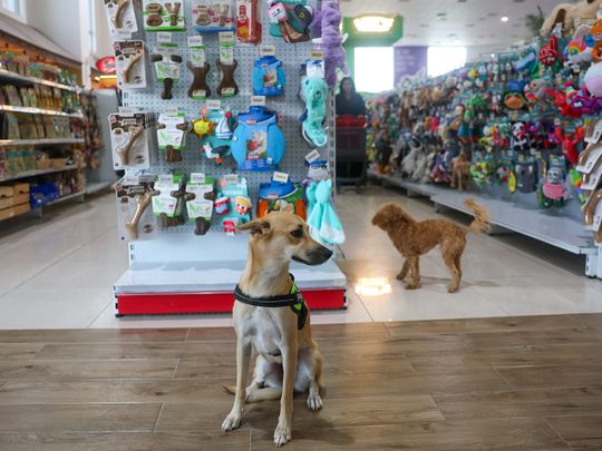 Pet ownership in the UAE has increased by over 30 per cent since the pandemic, with young singles and seniors particularly embracing pets, predominantly cats and dogs.