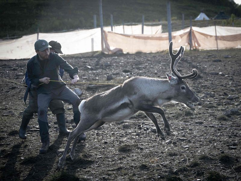 reindeer13