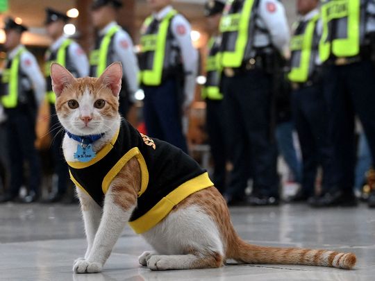 Sheriff cat on duty now !