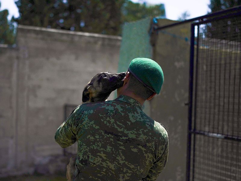 APTOPIX_Mexico_Army_Puppies_88254--e6f02-(Read-Only)