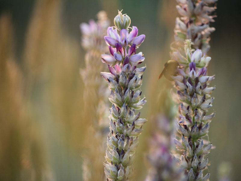 Astragalus plant