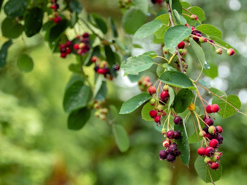 Elderberry plant