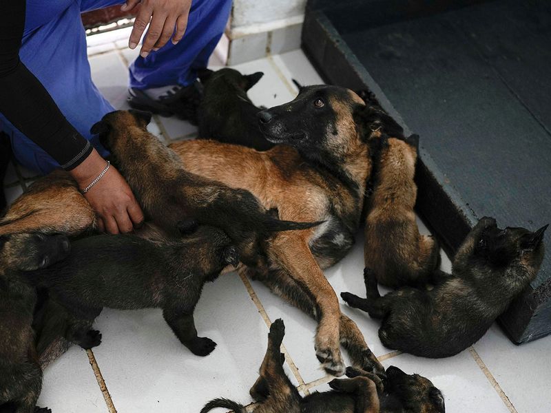 Mexico_Army_Puppies_22215--1b490-(Read-Only)