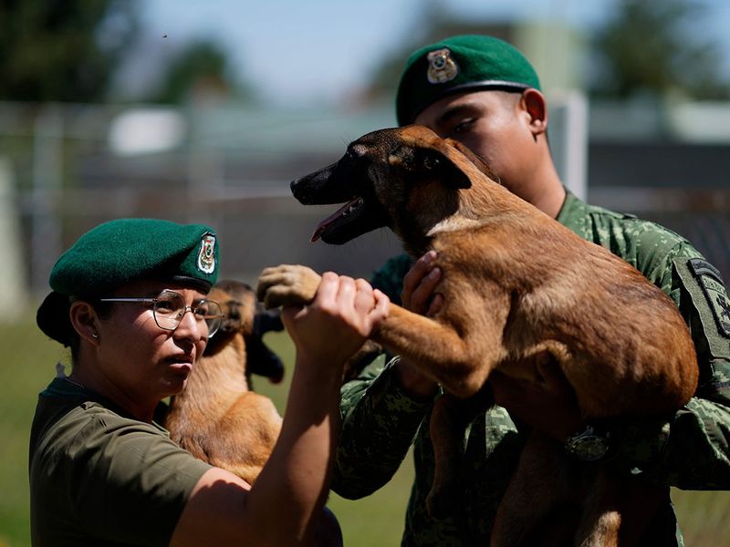 Mexico_Army_Puppies_33041--971fe-(Read-Only)