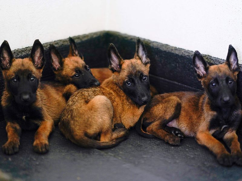 Mexico_Army_Puppies_95213--a4002-(Read-Only)