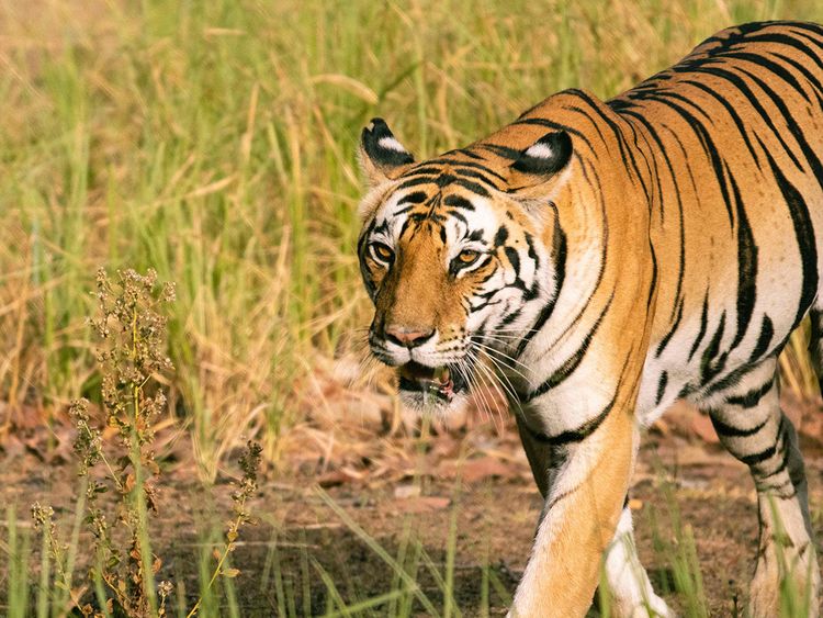 Verified Reviews 2023 - Bengal Tiger London
