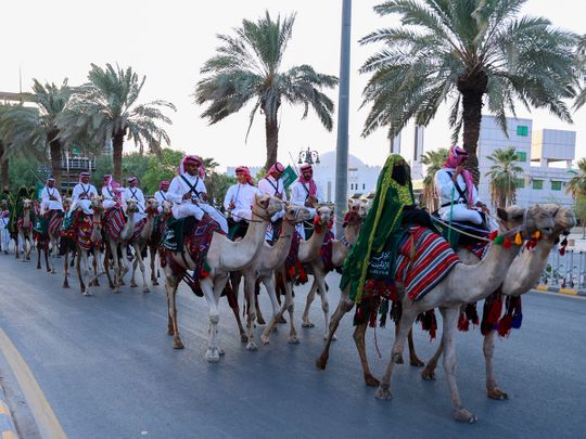 Camels saudi Arabia