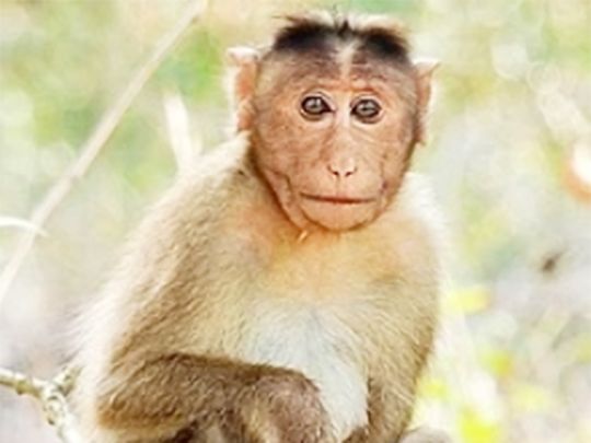 Monkey lives for 2 years with genetically engineered pig kidney