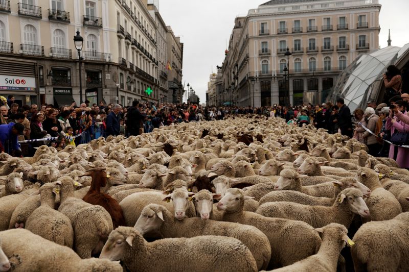 Copy of 2023-10-22T140512Z_1358233394_RC2JX3A8TUE7_RTRMADP_3_SPAIN-ANIMALS-SHEEP-1698041840521