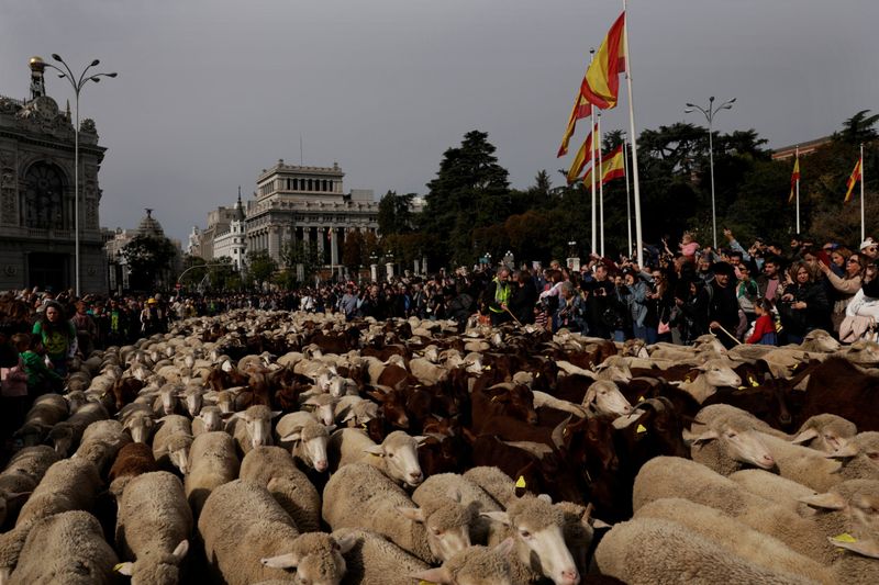 Copy of 2023-10-22T141548Z_453896989_RC2KX3AAA5PY_RTRMADP_3_SPAIN-ANIMALS-SHEEP-1698041830657