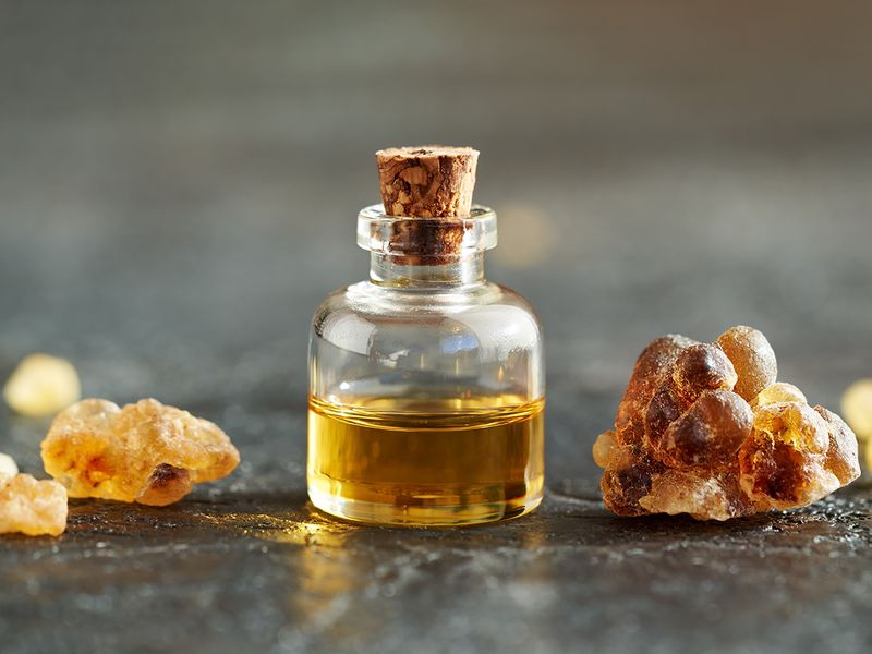 Frankincense, the secret guarded by 'winged snakes': The prized resin from  the Middle East
