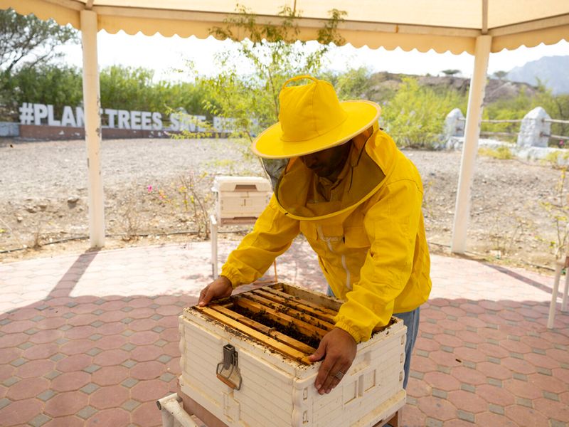 Hatta Honeybee garden