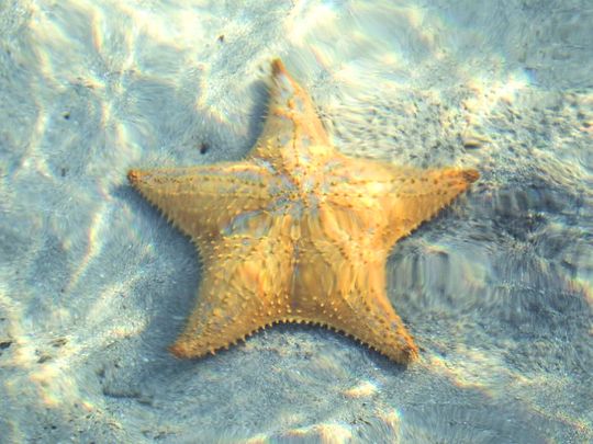 STOCK starfish