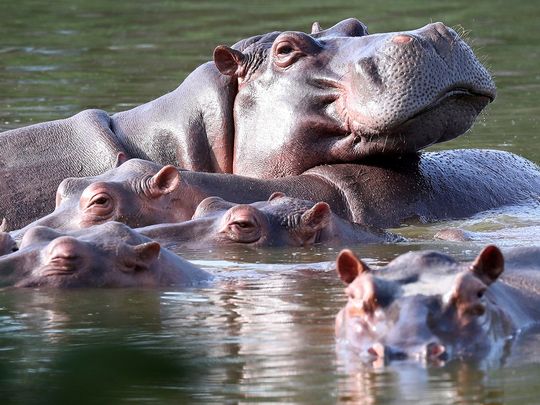 Hippos pablo escobar