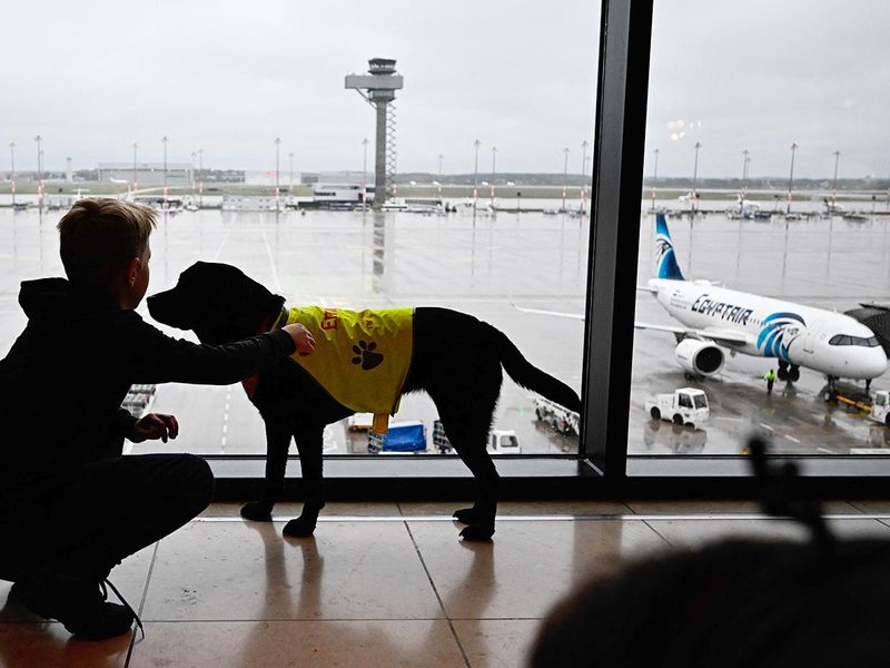 Comfort Dog Emi, a black Labrador Retriever, is pictured during a mission with a young passenger at the Berlin Brandenburg Airport BER in Schoenefeld.  
