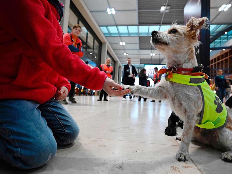 Comfort Dog Pepper, a Terrier Mix, gives the paw to its trainer during a mission at the Berlin Brandenburg Airport BER in Schoenefeld.  