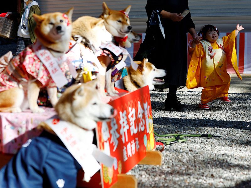 2023-11-14T103736Z_361975969_RC2RC4ANO7SK_RTRMADP_3_JAPAN-CEREMONY-PETS