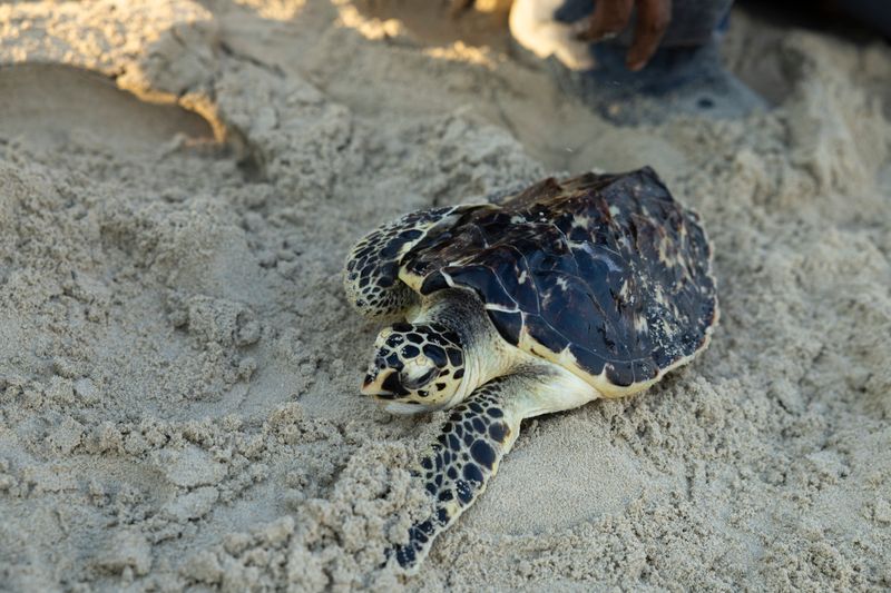 As the weather gets cold, sea turtles become more prone to being lethargic and getting sick.