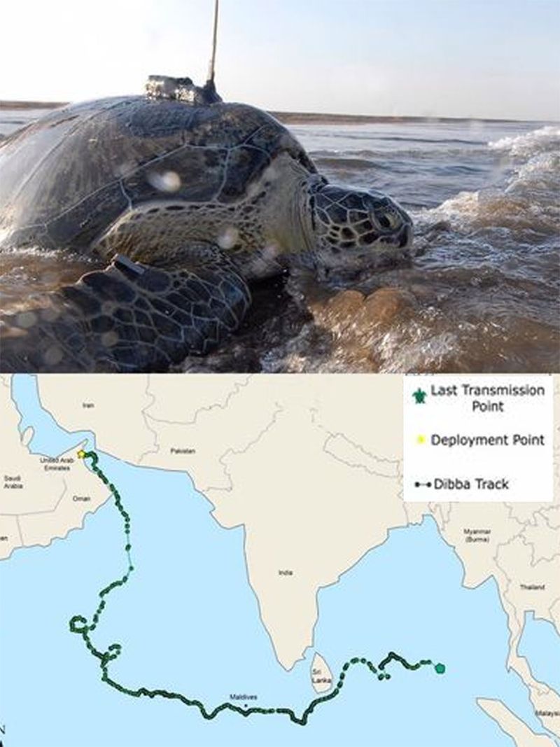 In 2017, a turtle named Dibba crossed the Maldives and travelled close to Thailand, covering 8,283 kms.